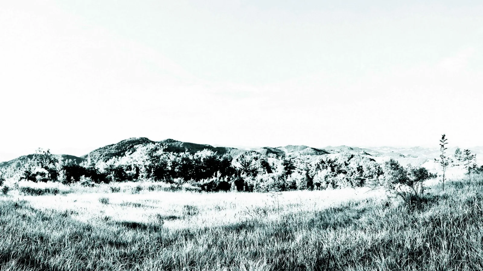 Schwarzweiße Landschaft mit bewaldeten Hügeln, hoher Wiese im Vordergrund und hellem, wolkenlosem Himmel.
