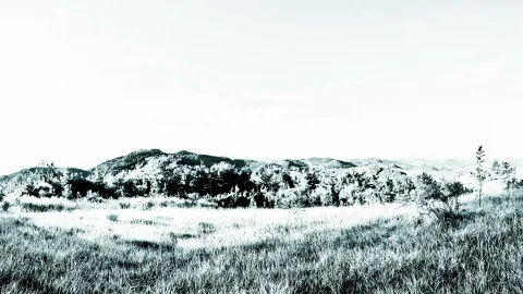 Schwarzweiße Landschaft mit bewaldeten Hügeln, hoher Wiese im Vordergrund und hellem, wolkenlosem Himmel.