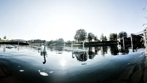 Mehrere weiße Schwäne schwimmen auf einem ruhigen Fluss, im Hintergrund eine Stahlbrücke und Bäume bei klarem Himmel, Weitwinkelaufnahme aus Wasserhöhe.