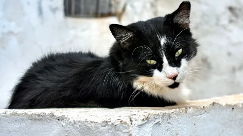 Schwarz-weiße Katze mit grünen Augen liegt auf einer hellen, verwitterten Betonkante und blickt in die Kamera.