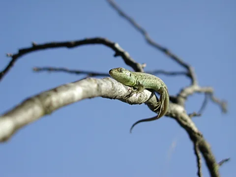 Eine grüne Eidechse liegt auf einem hellen, kahlen Ast vor blauem Himmel, der Schwanz hängt locker herab.