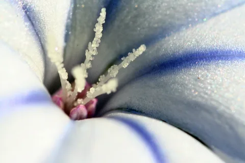 Makroaufnahme einer weiß-blauen Blüte mit weißen, körnigen Staubfäden und einem rosafarbenen Stempel in der Mitte