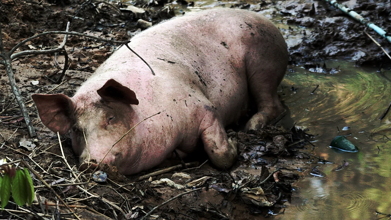 Ein rosafarbenes Schwein liegt im matschigen Boden zwischen trockenen Ästen und Laub, rechts liegt eine Wasserfläche.
