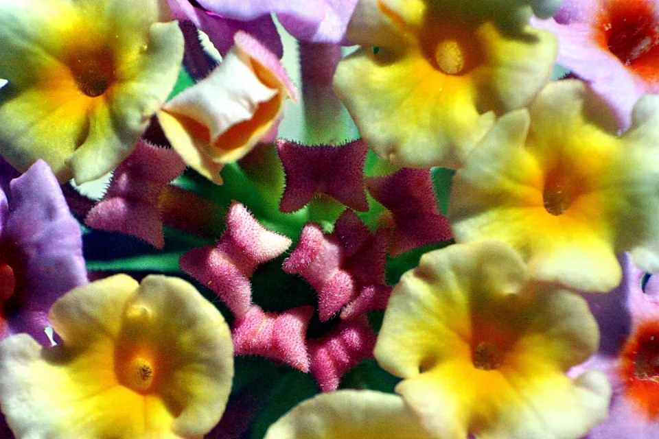 Nahaufnahme einer Blütendolde mit gelben, trichterförmigen Blüten und rosafarbenen, sternförmigen Blütchen zwischen grünen Blättern.