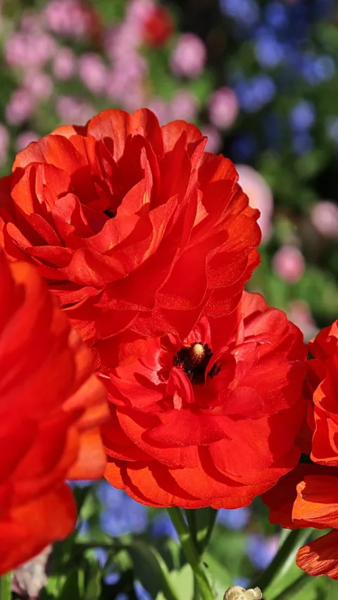 Mehrere leuchtend rote Ranunkeln mit dicht gefalteten Blütenblättern, im Vordergrund scharf, dahinter unscharfe rosa und blaue Blüten.