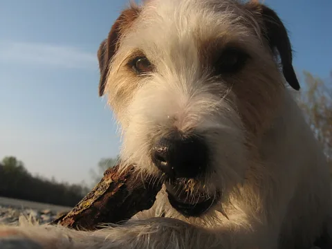 Nahaufnahme eines weiß-braunen Terriers mit struppigem Fell, der einen Holzstock im Maul hält, im warmen Licht am Nachmittag vor blauem Himmel.