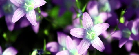 Mehrere violette, sternförmige Blüten mit hellen Staubgefäßen in der Mitte, im Vordergrund scharf, dahinter unscharfes grünes und violettes Laub