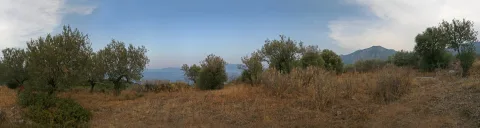 Panoramablick über eine trockene, goldbraune Wiese mit Olivenbäumen und Büschen, im Hintergrund blaues Meer und ein bewaldeter Berg unter hellem Himmel.