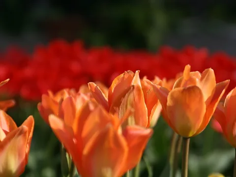 Mehrere orangefarbene Tulpen im Vordergrund, dahinter unscharf ein Beet mit roten Tulpen vor dunkelgrünem Hintergrund.