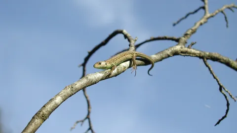 Grüne Eidechse auf einem kahlen Ast vor blauem Himmel