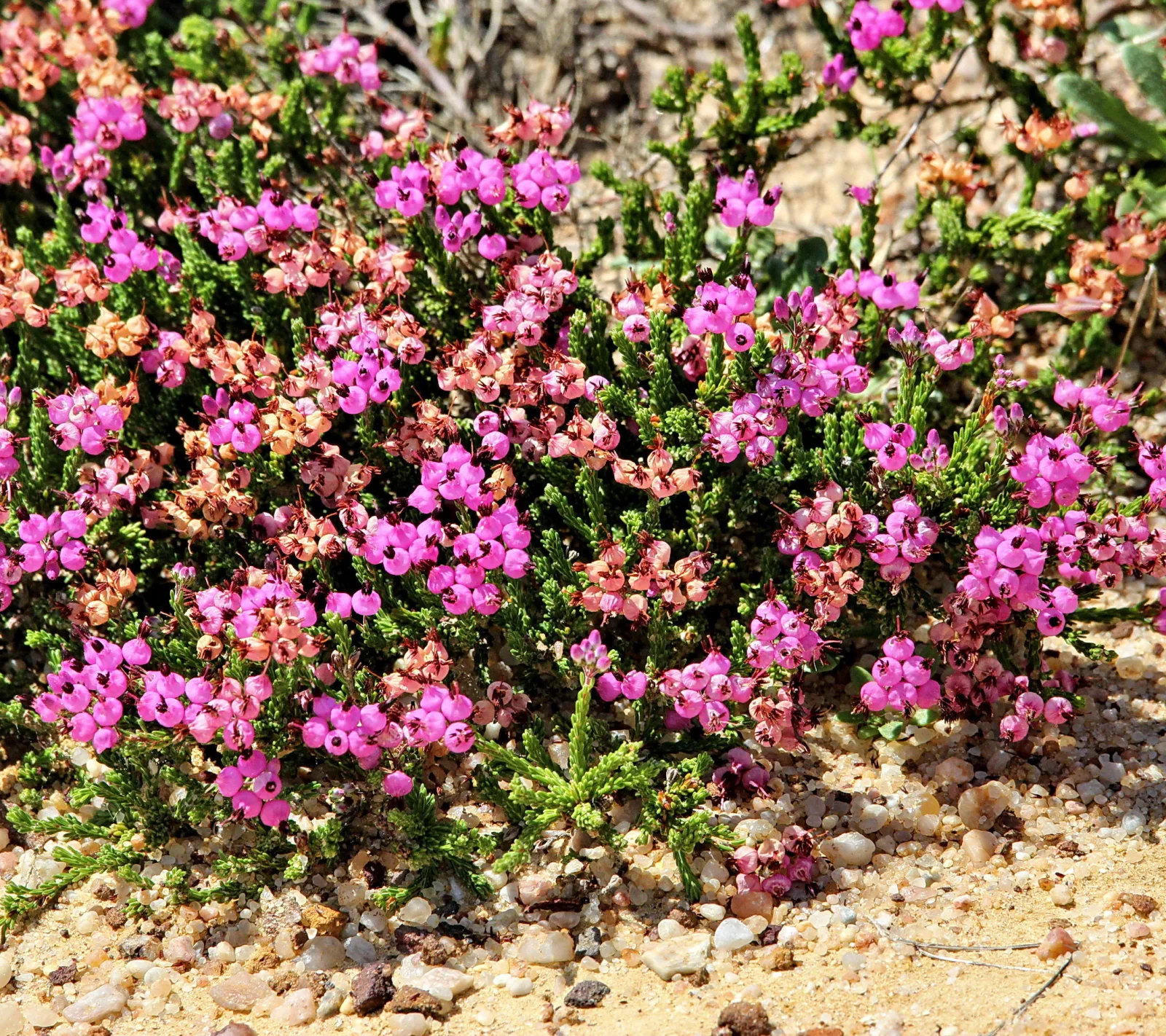 Niedriger Strauch mit pinken Blüten zwischen hellen Kieseln auf sandigem Boden.