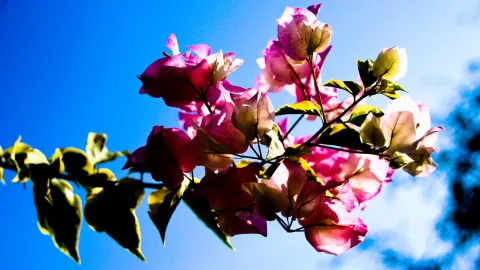 Zweig mit pinkfarbenen Bougainvillea-Hochblättern und grünen Blättern vor leuchtend blauem Himmel, von unten fotografiert.