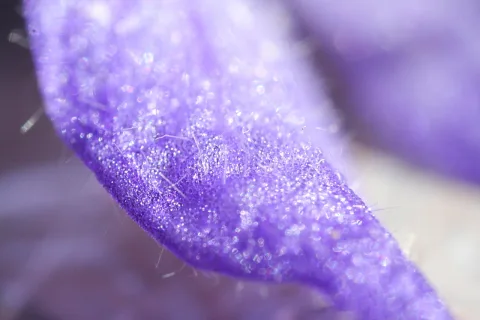 Makroaufnahme eines lila Blütenblatts mit feinen Härchen und glänzenden Punkten auf der Oberfläche, im Hintergrund unscharfes Violett.