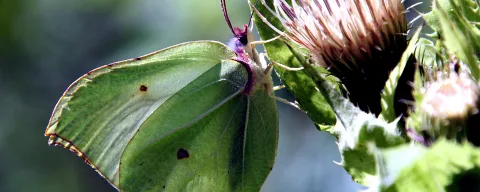 Ein hellgrüner Zitronenfalter mit geschlossenen Flügeln sitzt seitlich auf einer Distelblüte vor unscharfem grünem Hintergrund.
