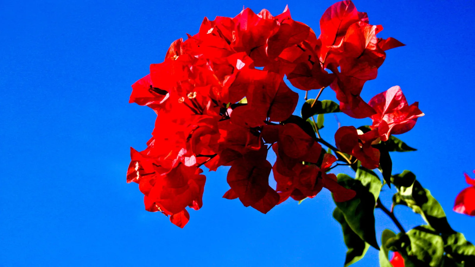 Zweig mit leuchtend roten Bougainvillea-Blüten und grünen Blättern vor einem wolkenlosen blauen Himmel, von unten fotografiert.