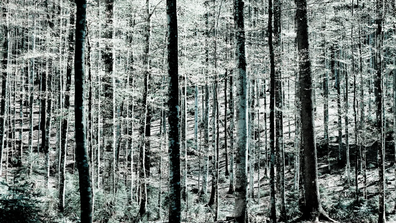 Dichter Wald mit vielen hohen, schlanken Baumstämmen vor einem hellen, verzweigten Geäst, in kühlen blaugrünen und grauen Tönen.
