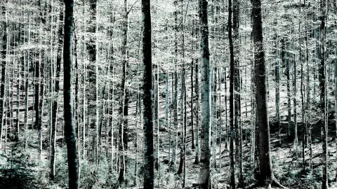 Dichter Wald mit vielen hohen, schlanken Baumstämmen vor einem hellen, verzweigten Geäst, in kühlen blaugrünen und grauen Tönen.