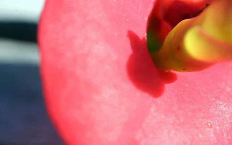 Nahaufnahme eines rosa Blütenblatts, rechts oben mit gelbgrünem Blütenansatz, darauf ein dunkler Schatten, links unscharfer grauer Hintergrund.