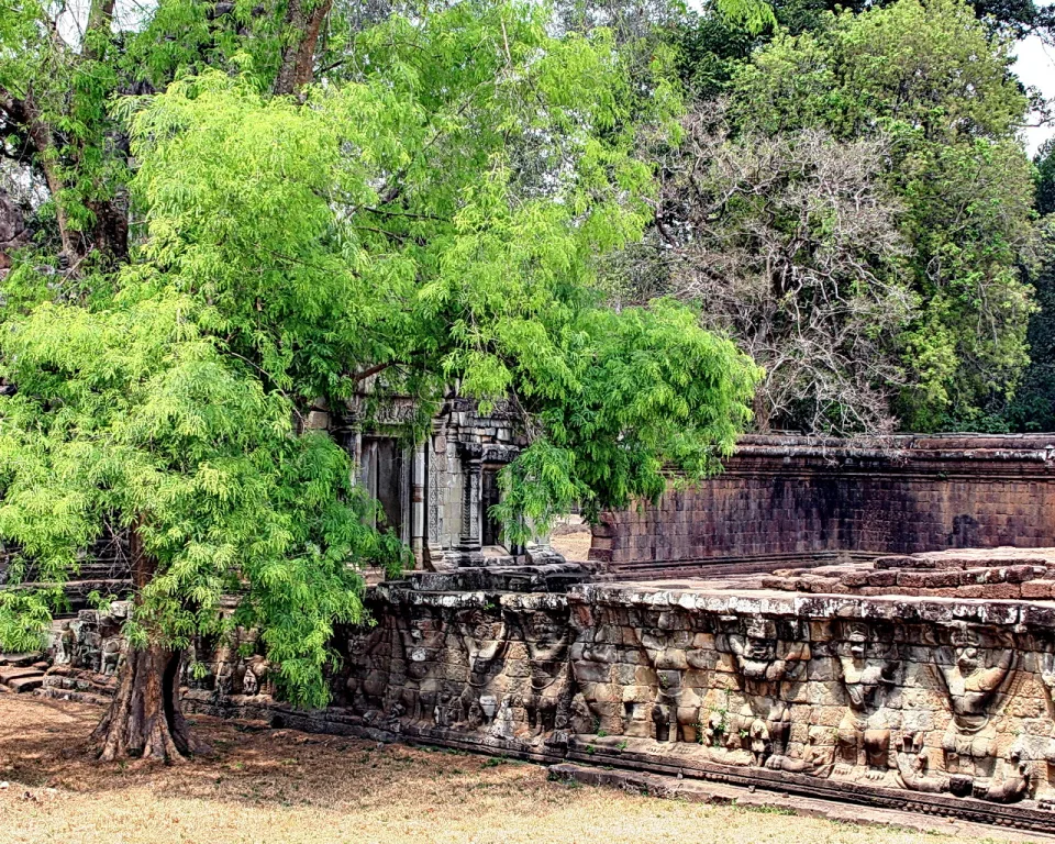 Grüner Baum mit hellen Blättern vor einer alten Tempelruine aus Sandstein, an deren Sockel Reliefs mit Figuren zu sehen sind.