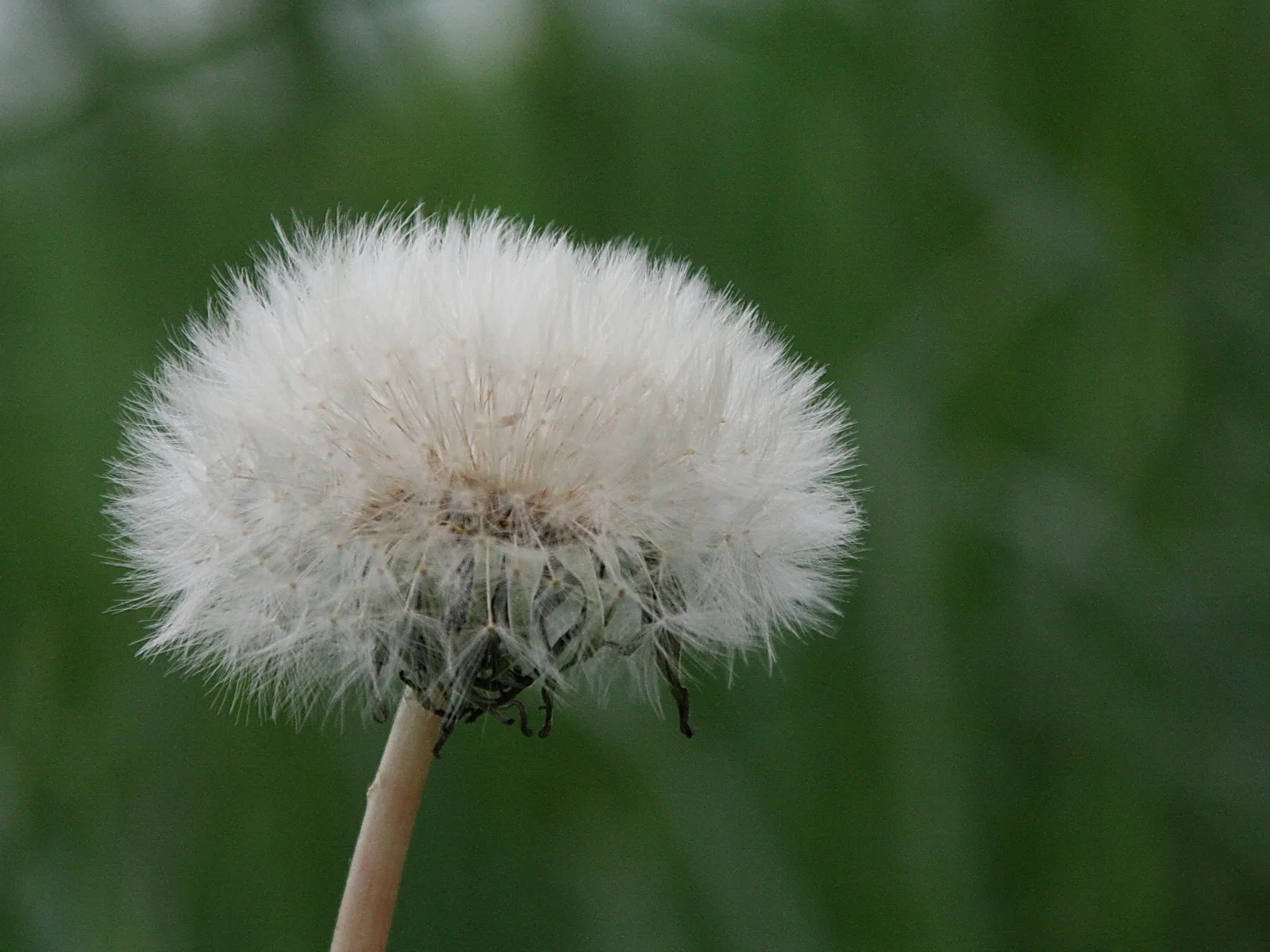 Eine weiße Pusteblume auf dünnem Stängel vor unscharfem grünem Hintergrund.