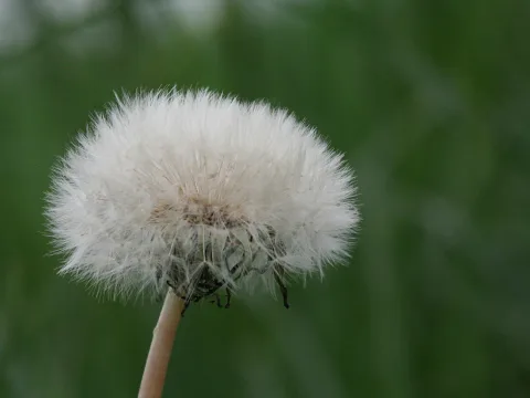 Eine weiße Pusteblume auf dünnem Stängel vor unscharfem grünem Hintergrund.