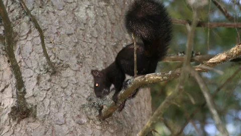 Ein schwarzes Eichhörnchen mit buschigem Schwanz klettert an einem grau-braunen Baumstamm entlang und steigt auf einen Ast hinab.