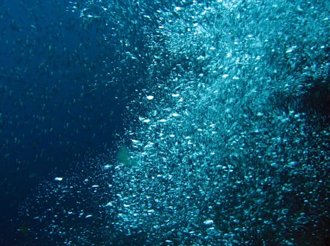 Unterwasseraufnahme: Ein dichter Schwarm kleiner silbriger Fische zieht durch blaues Wasser, das von oben mit Licht durchzogen ist.