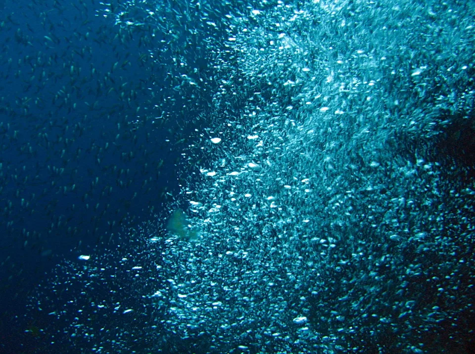 Unterwasseraufnahme: Ein dichter Schwarm kleiner silbriger Fische zieht durch blaues Wasser, das von oben mit Licht durchzogen ist.