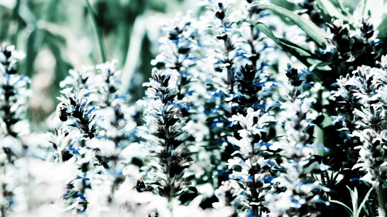 Dicht stehende blau-weiße Blütenähren im Vordergrund, links fliegt eine Biene an eine Blüte, im Hintergrund unscharfes Grün.