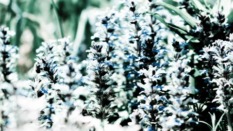 Dicht stehende blau-weiße Blütenähren im Vordergrund, links fliegt eine Biene an eine Blüte, im Hintergrund unscharfes Grün.