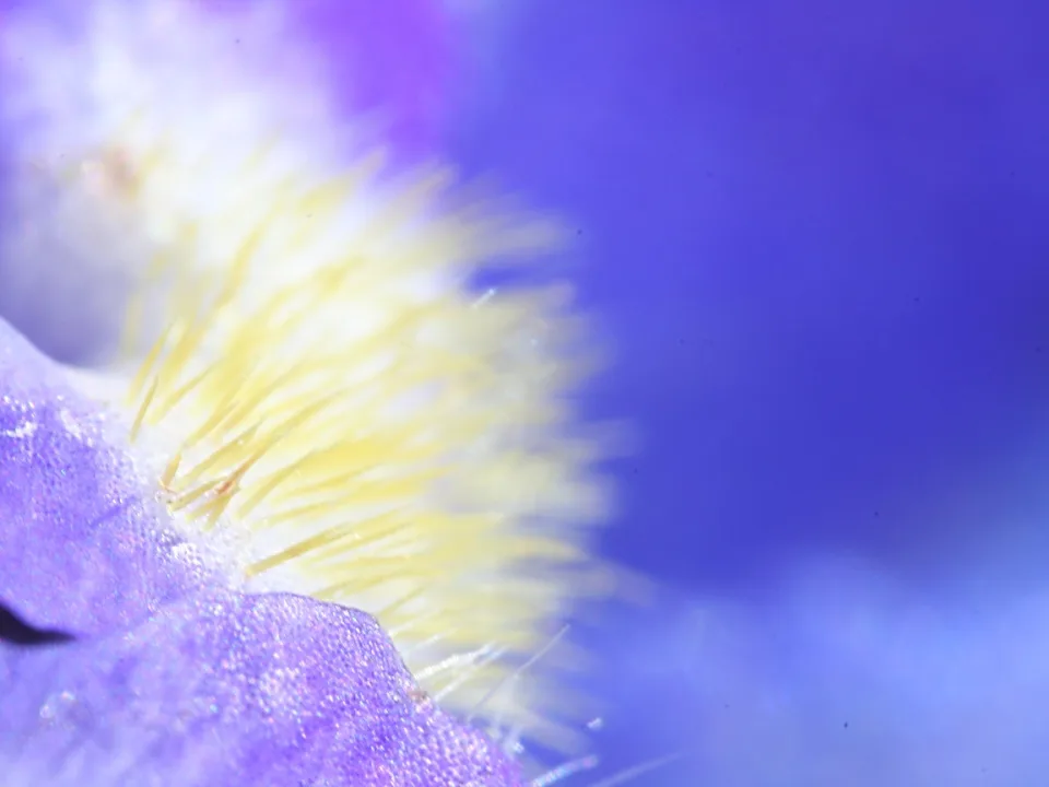 Makroaufnahme einer violett-blauen Blüte mit gelben, feinen Härchen links im Bild, rechts weicher blauer Hintergrund.
