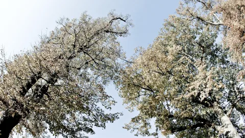 Blick von unten auf hohe Bäume mit hellem Herbstlaub vor blauem Himmel.