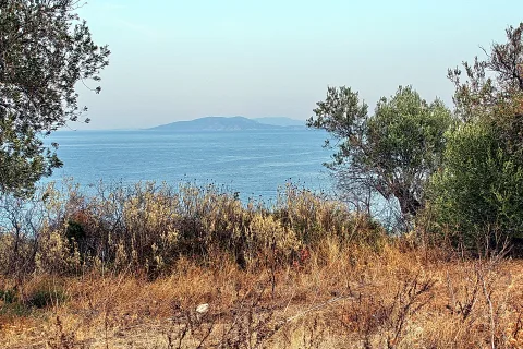Blick durch Olivenbäume und trockenes Gebüsch auf blaues Meer und eine flache Insel am Horizont unter diesigem Himmel.
