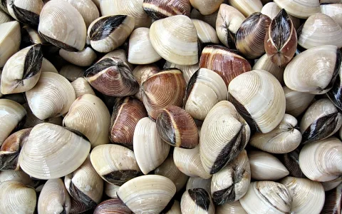 Dicht gehäufte Muscheln mit cremeweißen und braunen Schalen, deren dunkle Scharniere sichtbar sind.