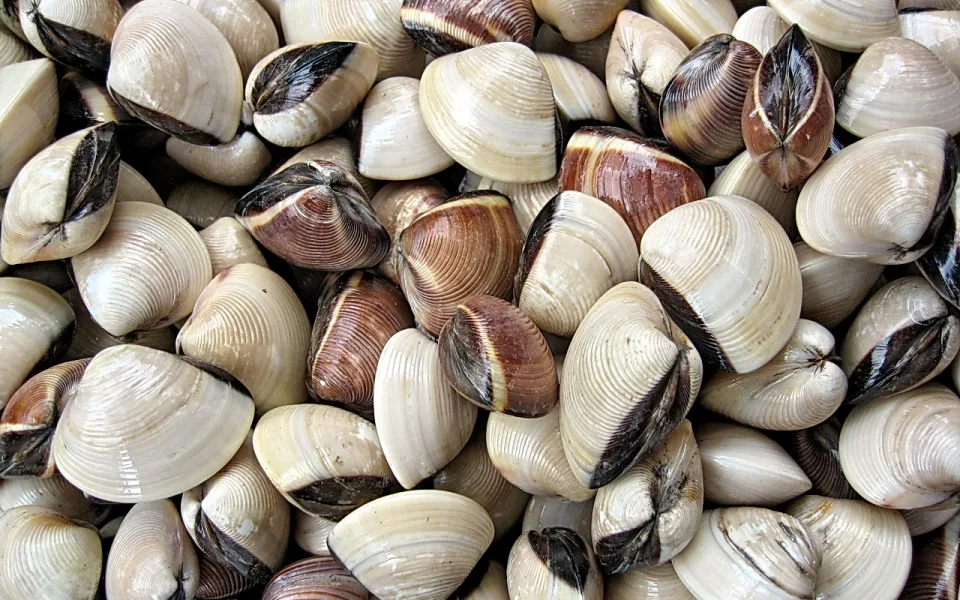 Dicht gehäufte Muscheln mit cremeweißen und braunen Schalen, deren dunkle Scharniere sichtbar sind.