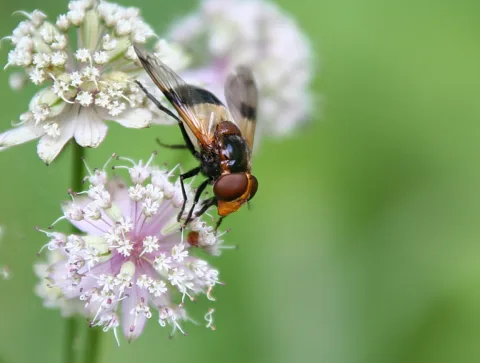 Eine Schwebfliege sitzt auf einer hellrosa Doldenblüte vor grünem, unscharfem Hintergrund.