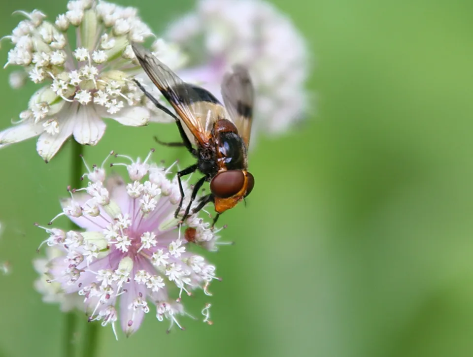 Eine Schwebfliege sitzt auf einer hellrosa Doldenblüte vor grünem, unscharfem Hintergrund.
