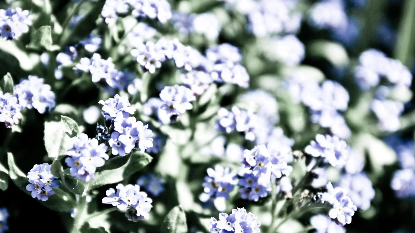 Nahaufnahme vieler blauer Vergissmeinnicht-Blüten zwischen grünen Blättern vor unscharfem Hintergrund