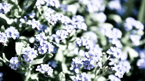 Nahaufnahme vieler blauer Vergissmeinnicht-Blüten zwischen grünen Blättern vor unscharfem Hintergrund