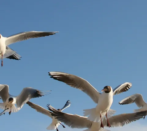 Mehrere Lachmöwen mit ausgebreiteten Flügeln fliegen vor einem klaren blauen Himmel, eine davon blickt zur Seite.