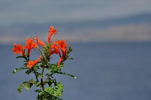 Ein Zweig mit mehreren orangeroten röhrenförmigen Blüten und grünen gezackten Blättern vor verschwommenem blauem Meer und Himmel.