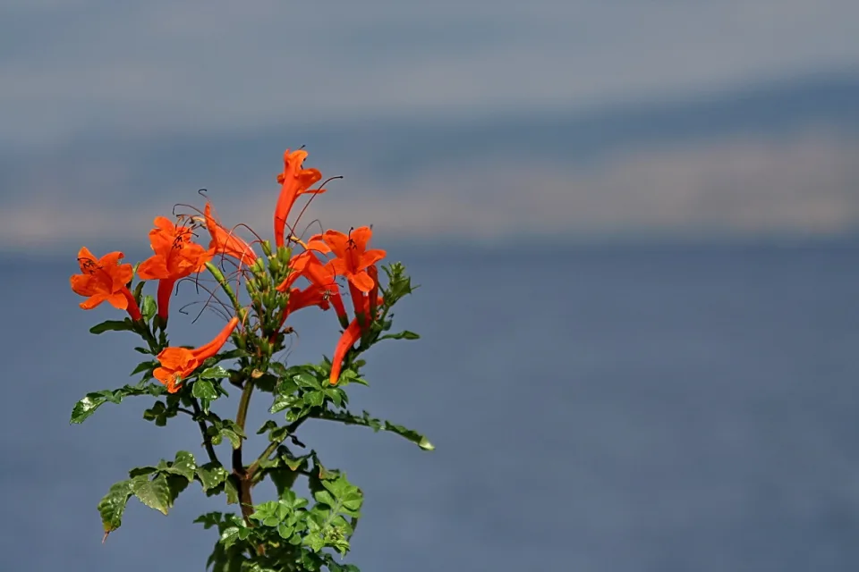 Ein Zweig mit mehreren orangeroten röhrenförmigen Blüten und grünen gezackten Blättern vor verschwommenem blauem Meer und Himmel.