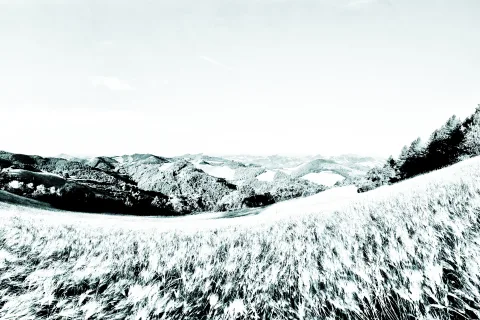 Schwarzweiße Landschaft mit welligen Hügeln, dichten Wäldern und einem Getreidefeld im Vordergrund unter hellem Himmel