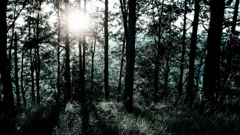 Dichter Kiefernwald im Gegenlicht, die Sonne scheint hell zwischen den dunklen Stämmen, im Vordergrund hohes Gras.