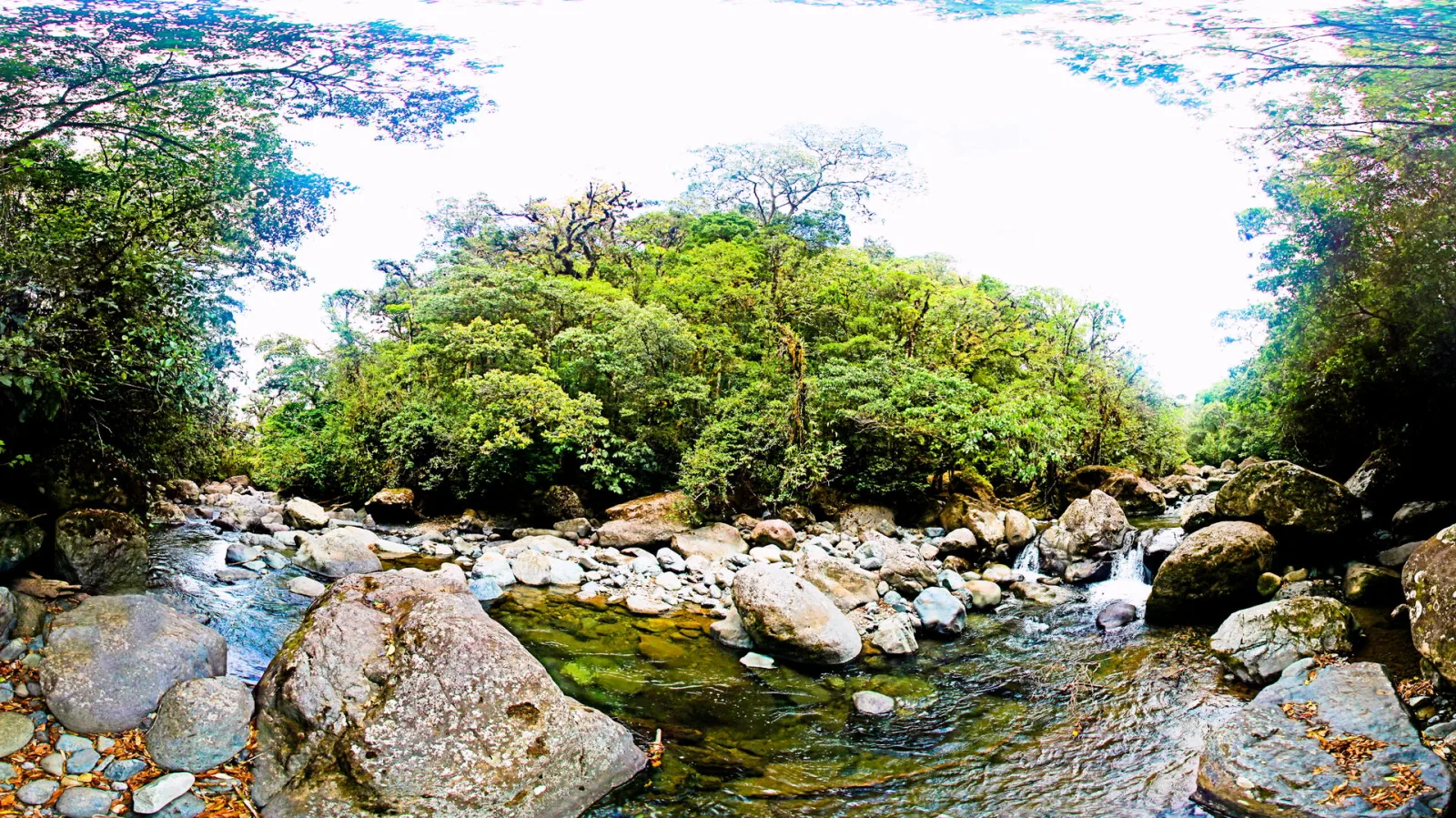 Flacher Fluss zwischen großen Felsbrocken, dahinter dichter grüner Regenwald unter hellem Himmel.