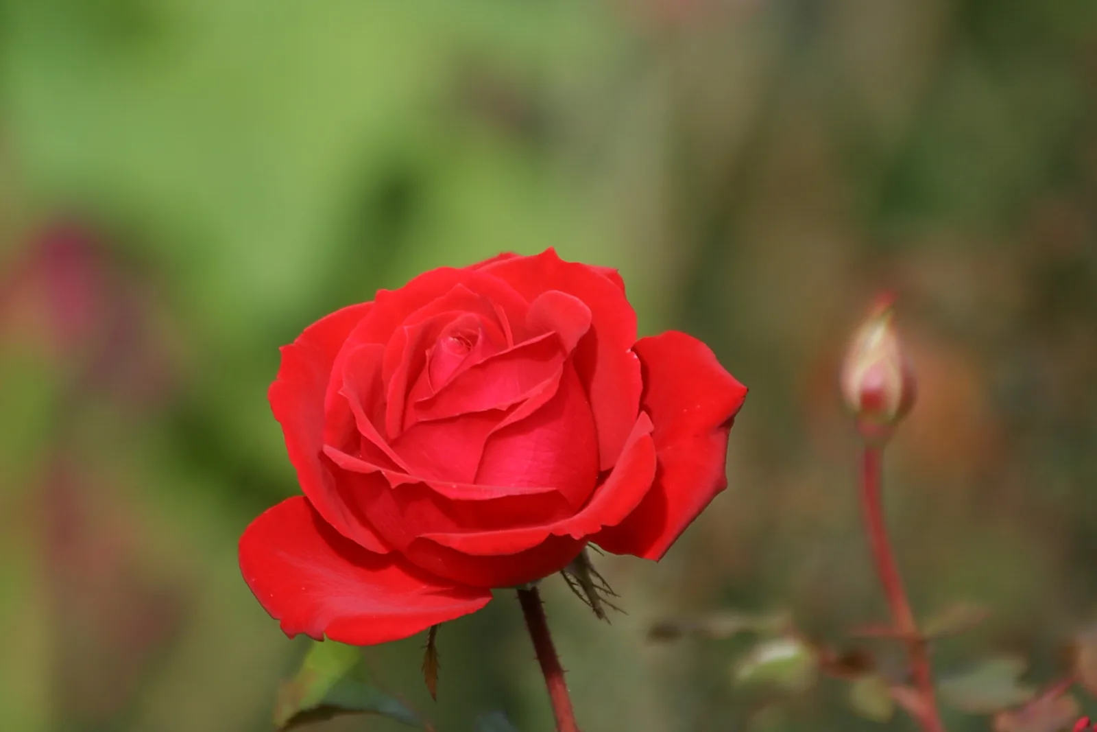 Eine leuchtend rote Rose in voller Blüte, daneben eine geschlossene Knospe an einem roten Stängel, vor unscharf grünem Hintergrund.