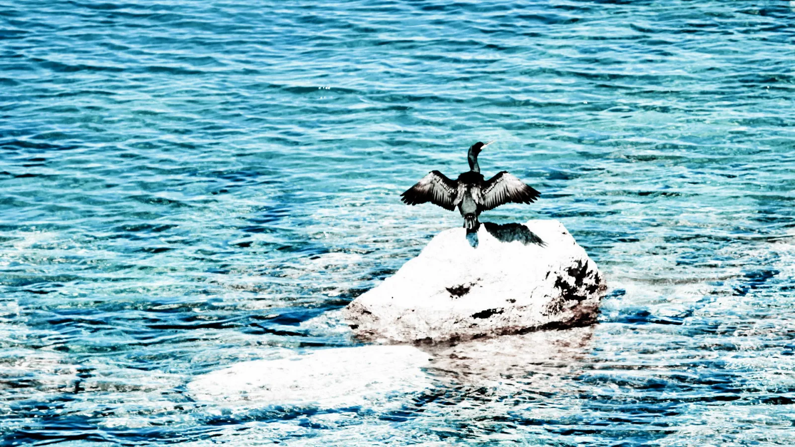Ein Kormoran mit ausgebreiteten Flügeln steht auf einem hellen Felsen im türkisfarbenen Wasser.
