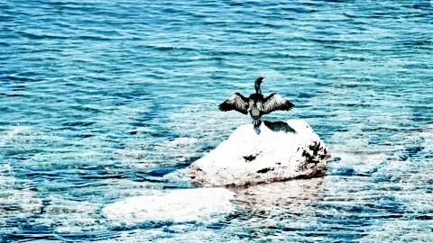 Ein Kormoran mit ausgebreiteten Flügeln steht auf einem hellen Felsen im türkisfarbenen Wasser.