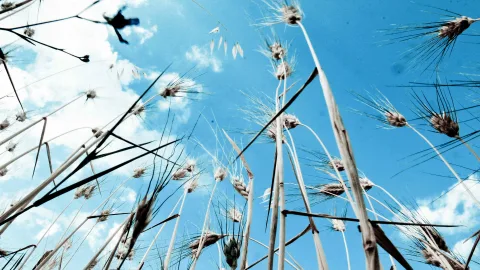 Von unten fotografierte Getreidehalme und Ähren, die sich vor einem blauen Himmel mit weißen Wolken abheben.