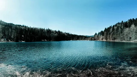 Breiter Bergsee unter klarem blauen Himmel, rechts und links dichter Nadelwald, im Vordergrund trockenes Gras am Ufer, auf der Wasseroberfläche kleine Wellen.